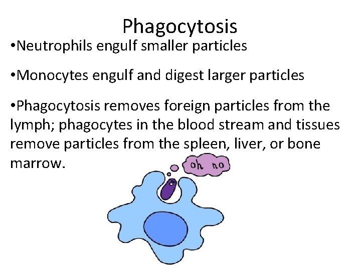 Phagocytosis • Neutrophils engulf smaller particles • Monocytes engulf and digest larger particles •