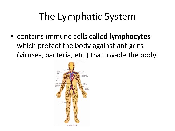 The Lymphatic System • contains immune cells called lymphocytes which protect the body against