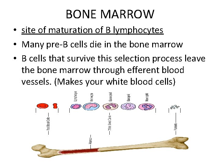 BONE MARROW • site of maturation of B lymphocytes • Many pre-B cells die
