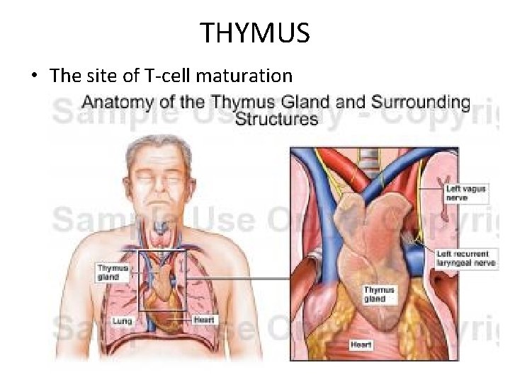 THYMUS • The site of T-cell maturation 