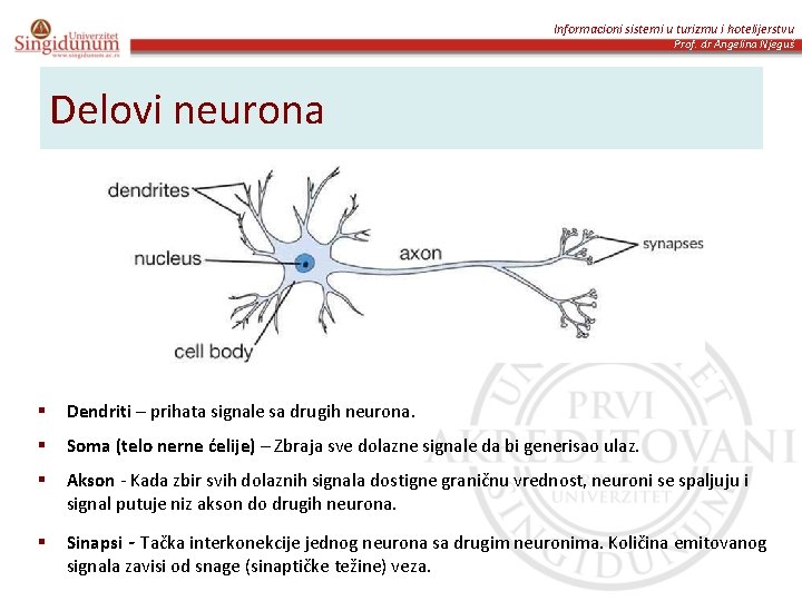 Informacioni sistemi u turizmu i hotelijerstvu Prof. dr Angelina Njeguš Delovi neurona § Dendriti