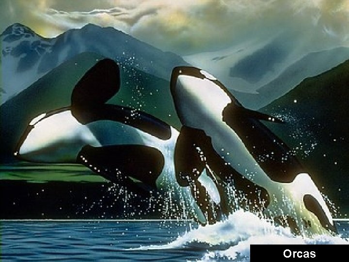 Orcas 