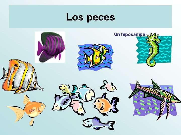Los peces Un hipocampo 