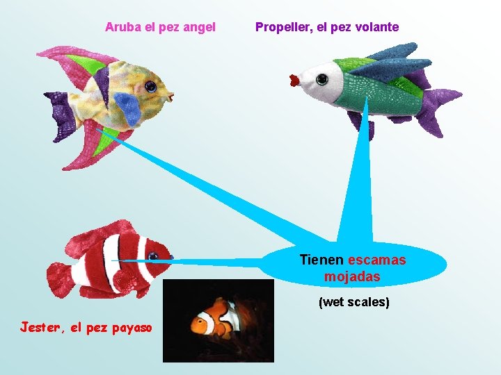 Aruba el pez angel Propeller, el pez volante Tienen escamas mojadas (wet scales) Jester,