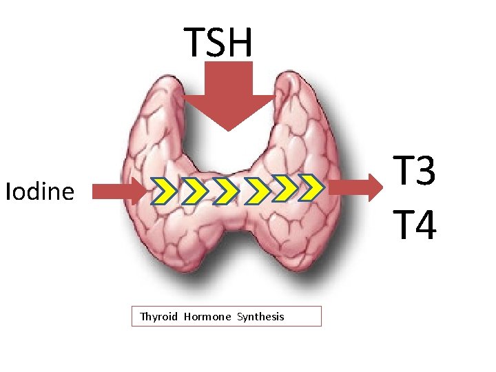 TSH T 3 T 4 Iodine Thyroid Hormone Synthesis 