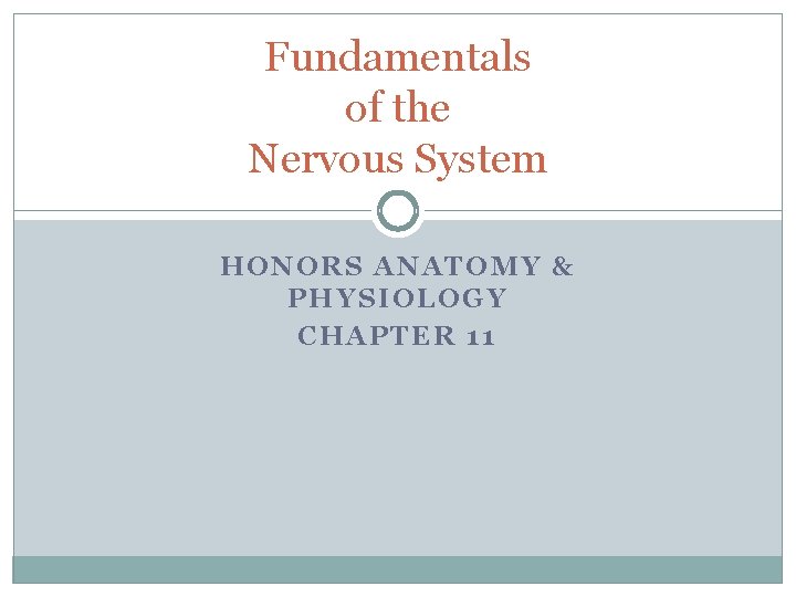 Fundamentals of the Nervous System HONORS ANATOMY PHYSIOLOGY