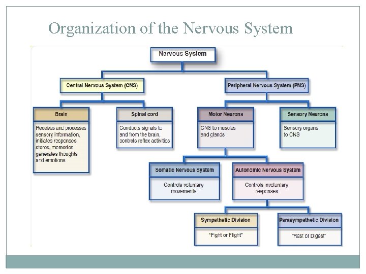 Fundamentals of the Nervous System HONORS ANATOMY PHYSIOLOGY
