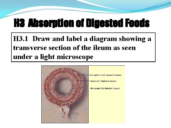 H 3 Absorption of Digested Foods H 3. 1 Draw and label a diagram