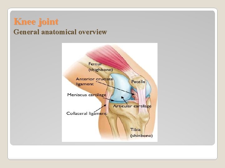 Knee joint General anatomical overview 