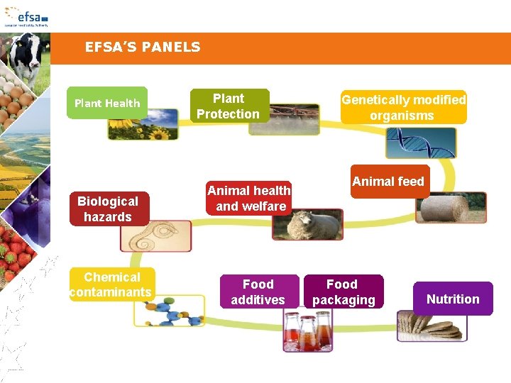 EFSA’S PANELS Plant Health Biological hazards Chemical contaminants Plant Protection Animal health and welfare