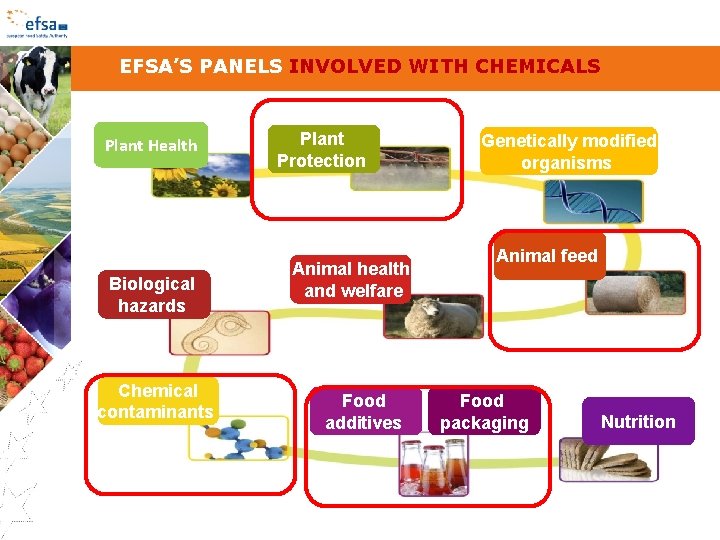 EFSA’S PANELS INVOLVED WITH CHEMICALS Plant Health Biological hazards Chemical contaminants Plant Protection Animal