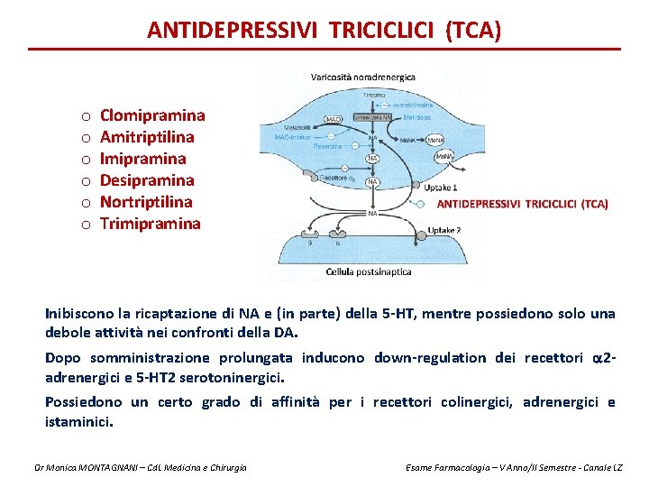 ANTIDEPRESSIVI TRICICLICI (TCA) o o o Clomipramina Amitriptilina Imipramina Desipramina Nortriptilina Trimipramina Inibiscono la