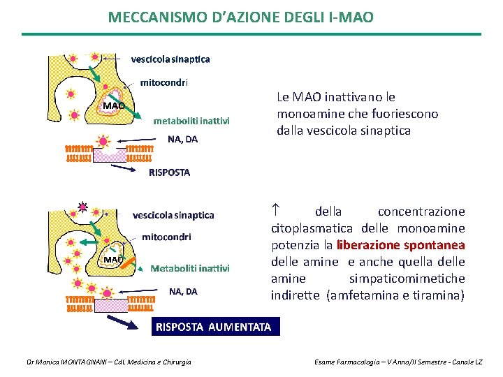 MECCANISMO D’AZIONE DEGLI I-MAO Le MAO inattivano le monoamine che fuoriescono dalla vescicola sinaptica