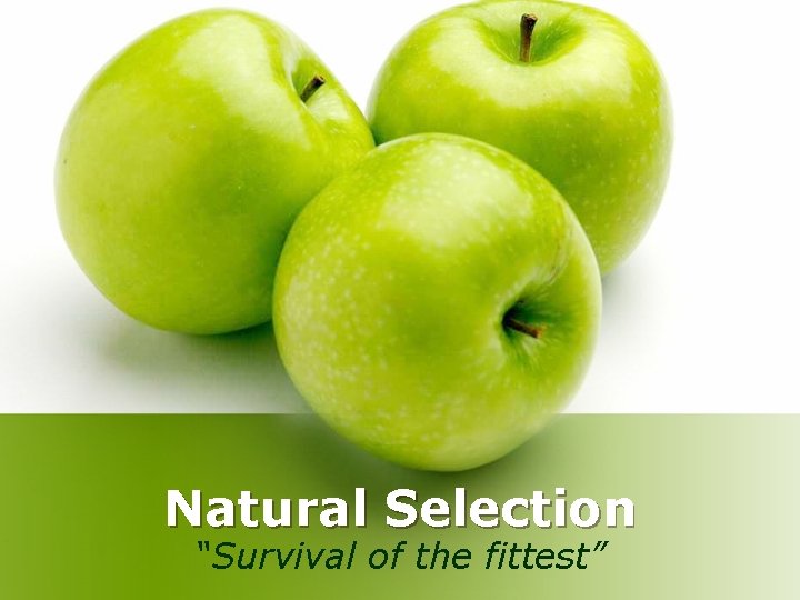 Natural Selection “Survival of the fittest” 