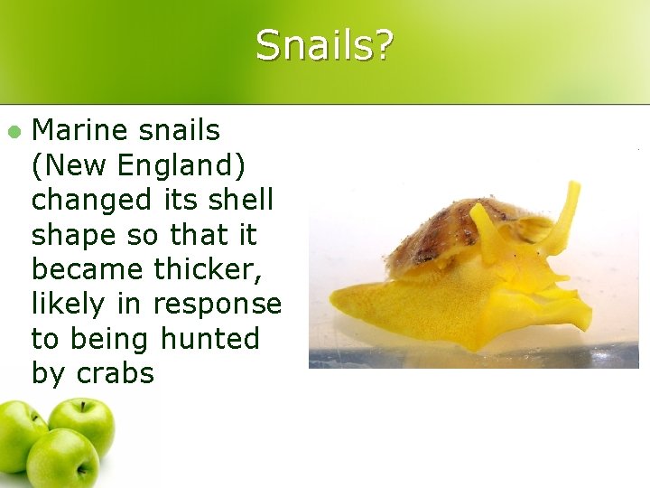 Snails? l Marine snails (New England) changed its shell shape so that it became