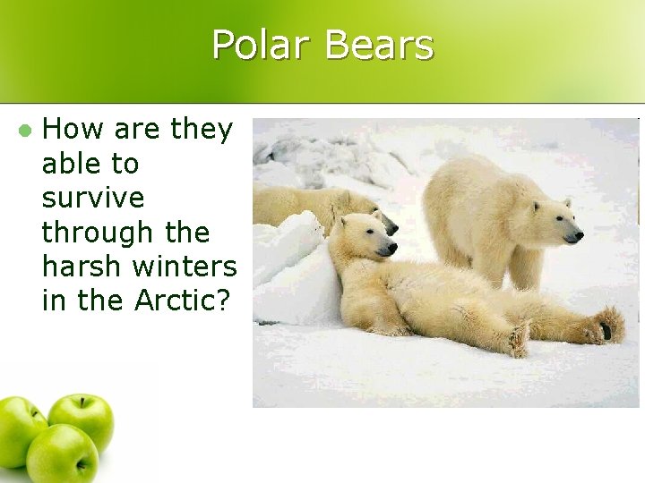 Polar Bears l How are they able to survive through the harsh winters in