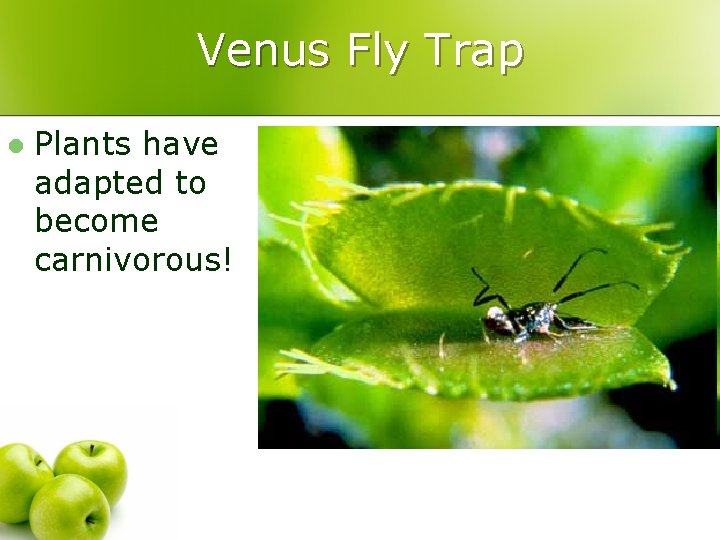 Venus Fly Trap l Plants have adapted to become carnivorous! 