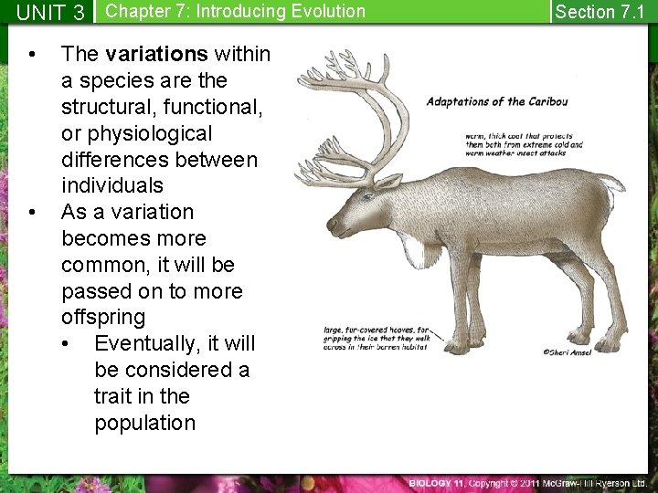 UNIT 3 Chapter 7: Introducing Evolution • • The variations within a species are