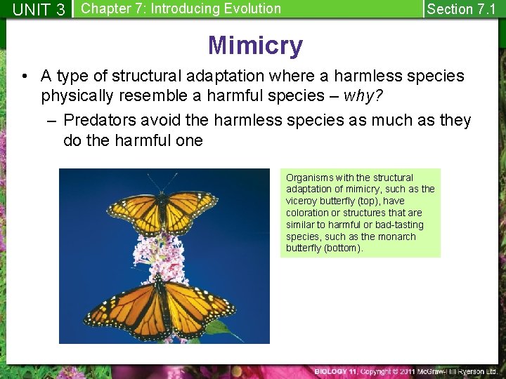 UNIT 3 Chapter 7: Introducing Evolution Section 7. 1 Mimicry • A type of