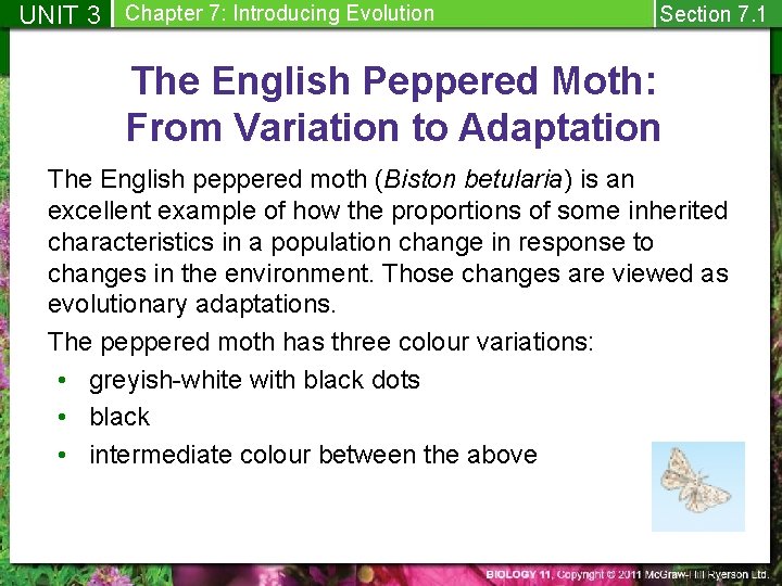 UNIT 3 Chapter 7: Introducing Evolution Section 7. 1 The English Peppered Moth: From
