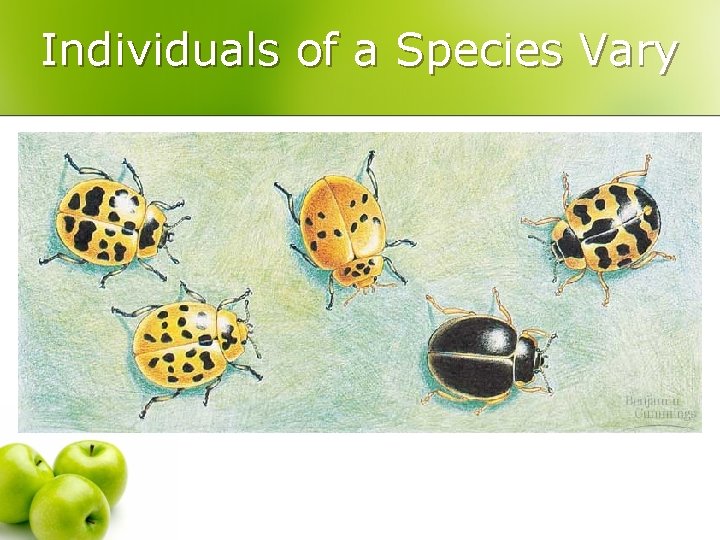 Individuals of a Species Vary 