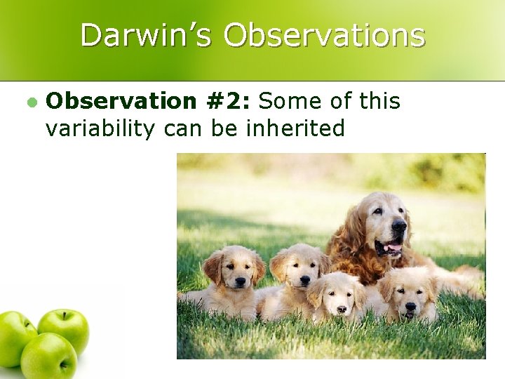 Darwin’s Observations l Observation #2: Some of this variability can be inherited 