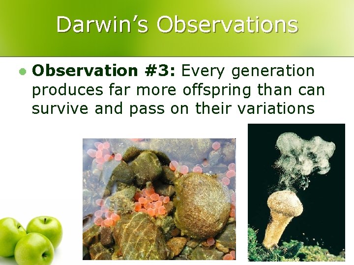 Darwin’s Observations l Observation #3: Every generation produces far more offspring than can survive