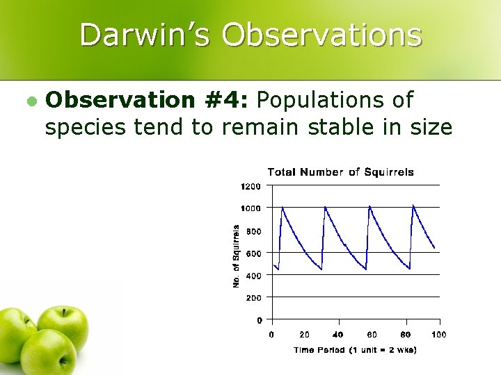 Darwin’s Observations l Observation #4: Populations of species tend to remain stable in size