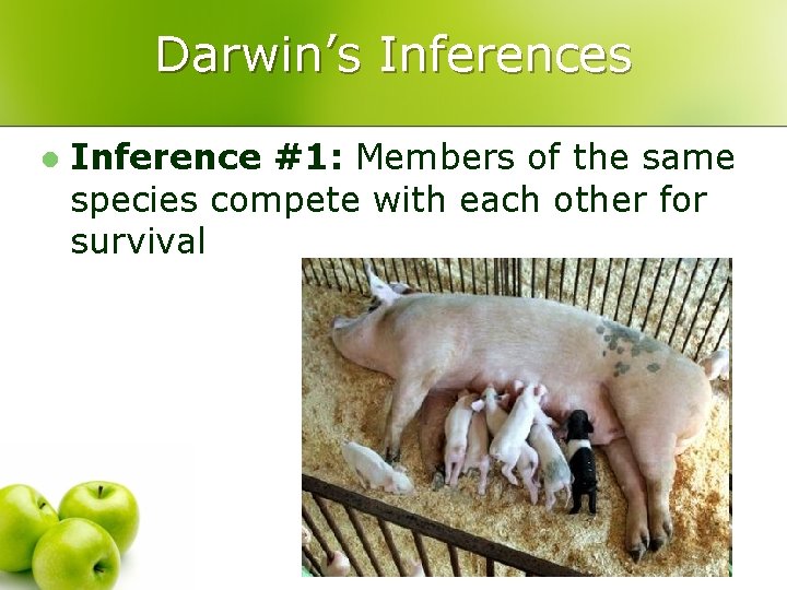 Darwin’s Inferences l Inference #1: Members of the same species compete with each other