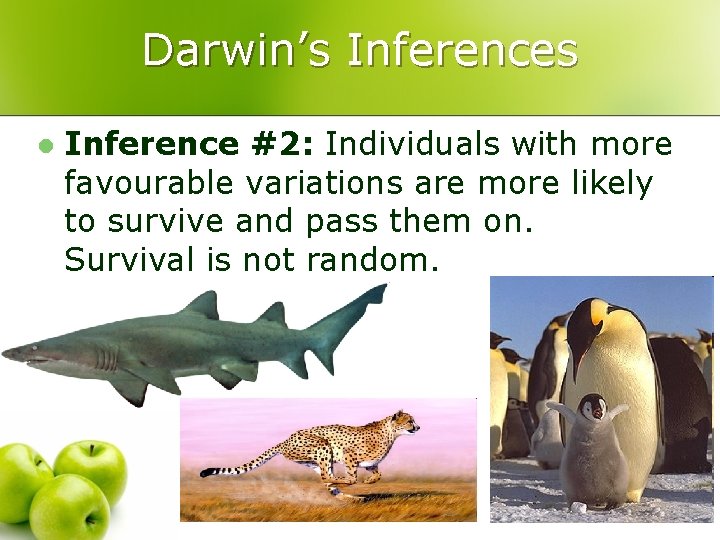 Darwin’s Inferences l Inference #2: Individuals with more favourable variations are more likely to