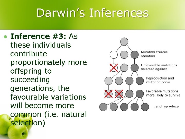 Darwin’s Inferences l Inference #3: As these individuals contribute proportionately more offspring to succeeding