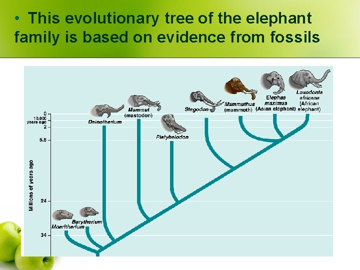  • This evolutionary tree of the elephant family is based on evidence from