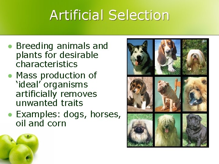Artificial Selection l l l Breeding animals and plants for desirable characteristics Mass production