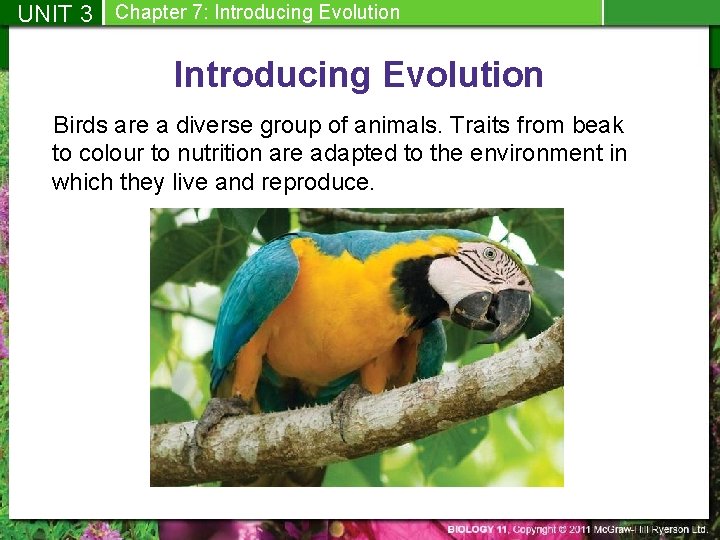 UNIT 3 Chapter 7: Introducing Evolution Birds are a diverse group of animals. Traits
