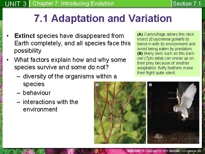 UNIT 3 Chapter 7: Introducing Evolution Section 7. 1 Adaptation and Variation • Extinct