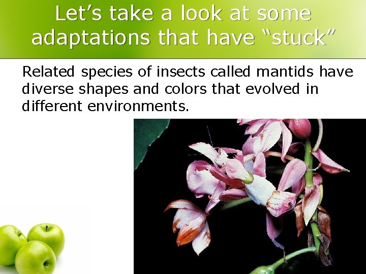 Let’s take a look at some adaptations that have “stuck” Related species of insects