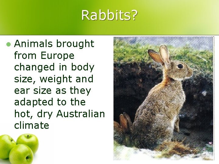 Rabbits? l Animals brought from Europe changed in body size, weight and ear size