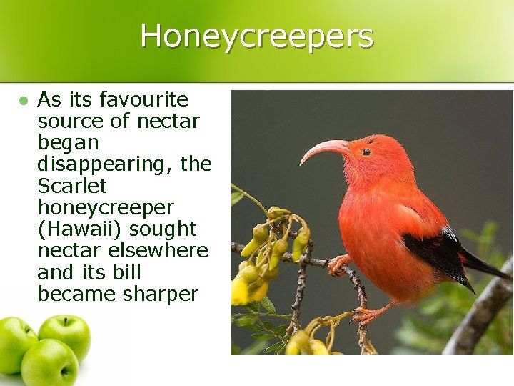 Honeycreepers l As its favourite source of nectar began disappearing, the Scarlet honeycreeper (Hawaii)