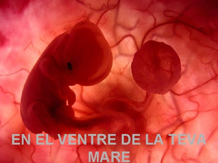 Um feto de poucas semanas encontra-se EN EL VENTRE DE LA TEVA no interior