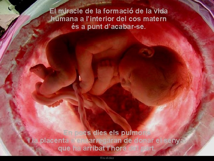 El miracle de la formació de la vida humana a l’interior del cos matern