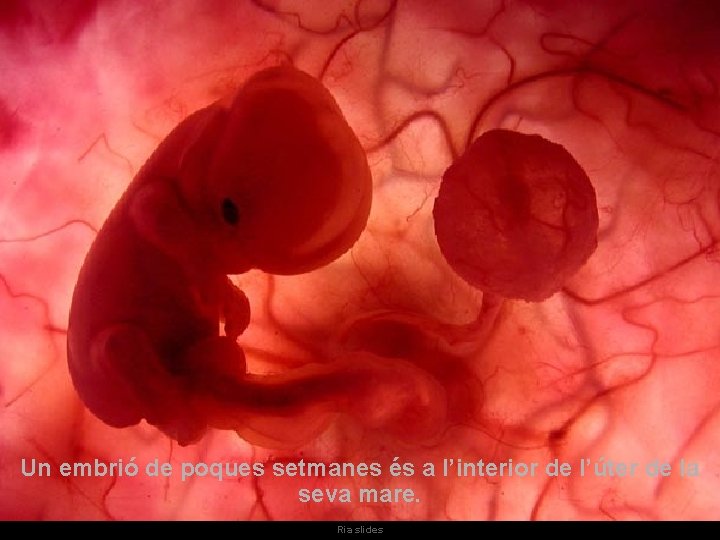 Un embrió de poques setmanes és a l’interior de l’úter de la seva mare.