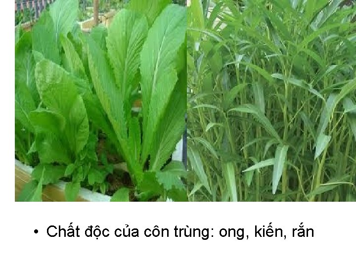  • Chất độc của côn trùng: ong, kiến, rắn 