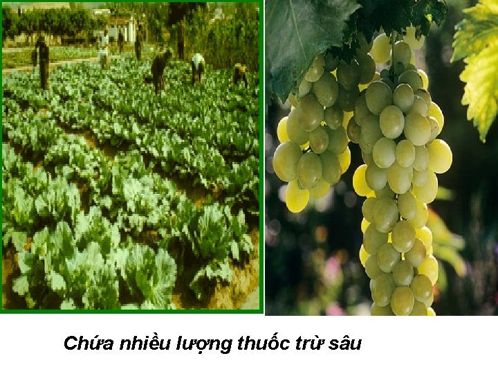 Chứa nhiều lượng thuốc trừ sâu 