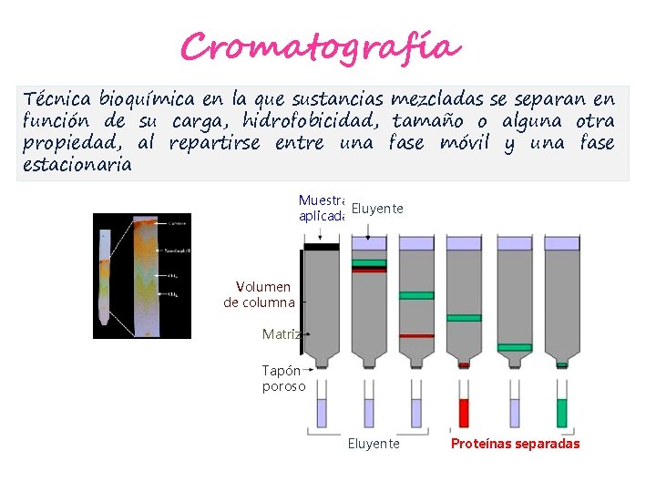 Cromatografía Técnica bioquímica en la que sustancias mezcladas se separan en función de su