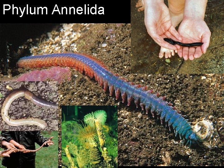 Phylum Annelida 