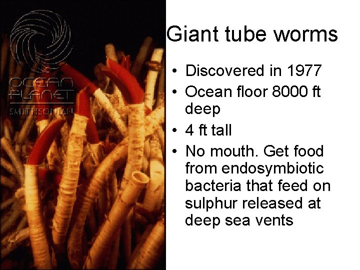 Giant tube worms • Discovered in 1977 • Ocean floor 8000 ft deep •