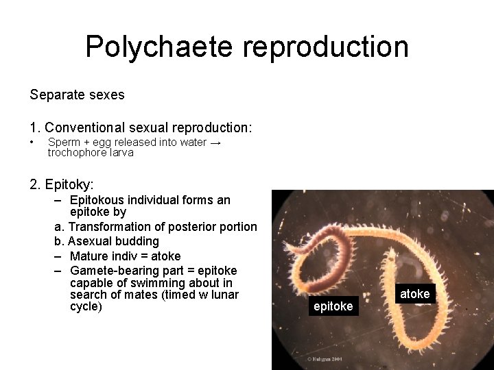 Polychaete reproduction Separate sexes 1. Conventional sexual reproduction: • Sperm + egg released into