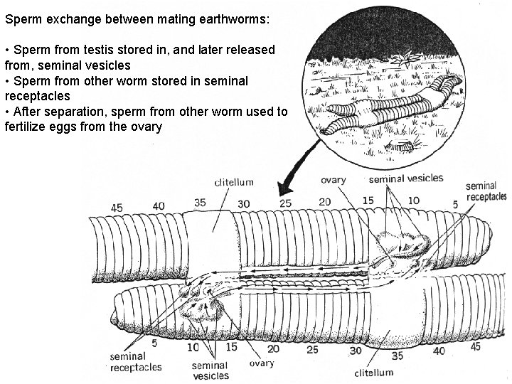 Sperm exchange between mating earthworms: • Sperm from testis stored in, and later released