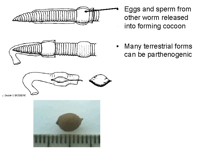  • Eggs and sperm from other worm released into forming cocoon • Many