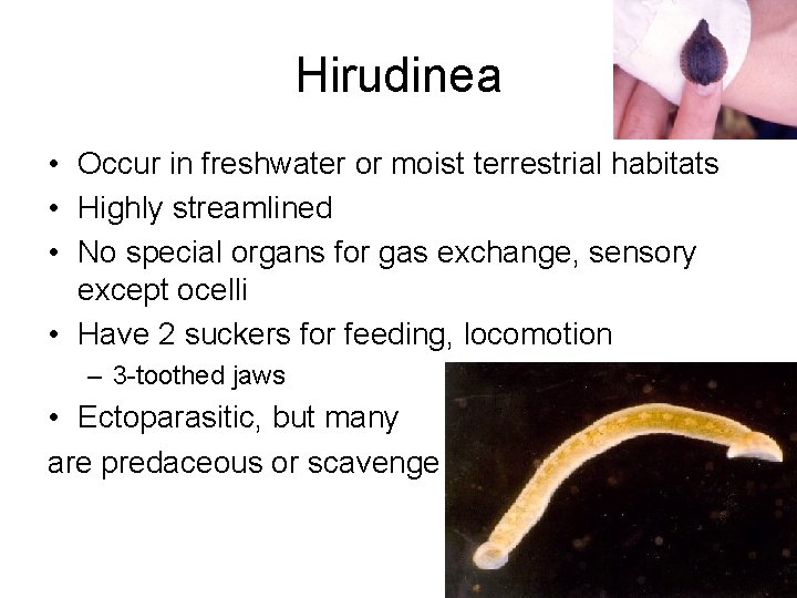 Hirudinea • Occur in freshwater or moist terrestrial habitats • Highly streamlined • No